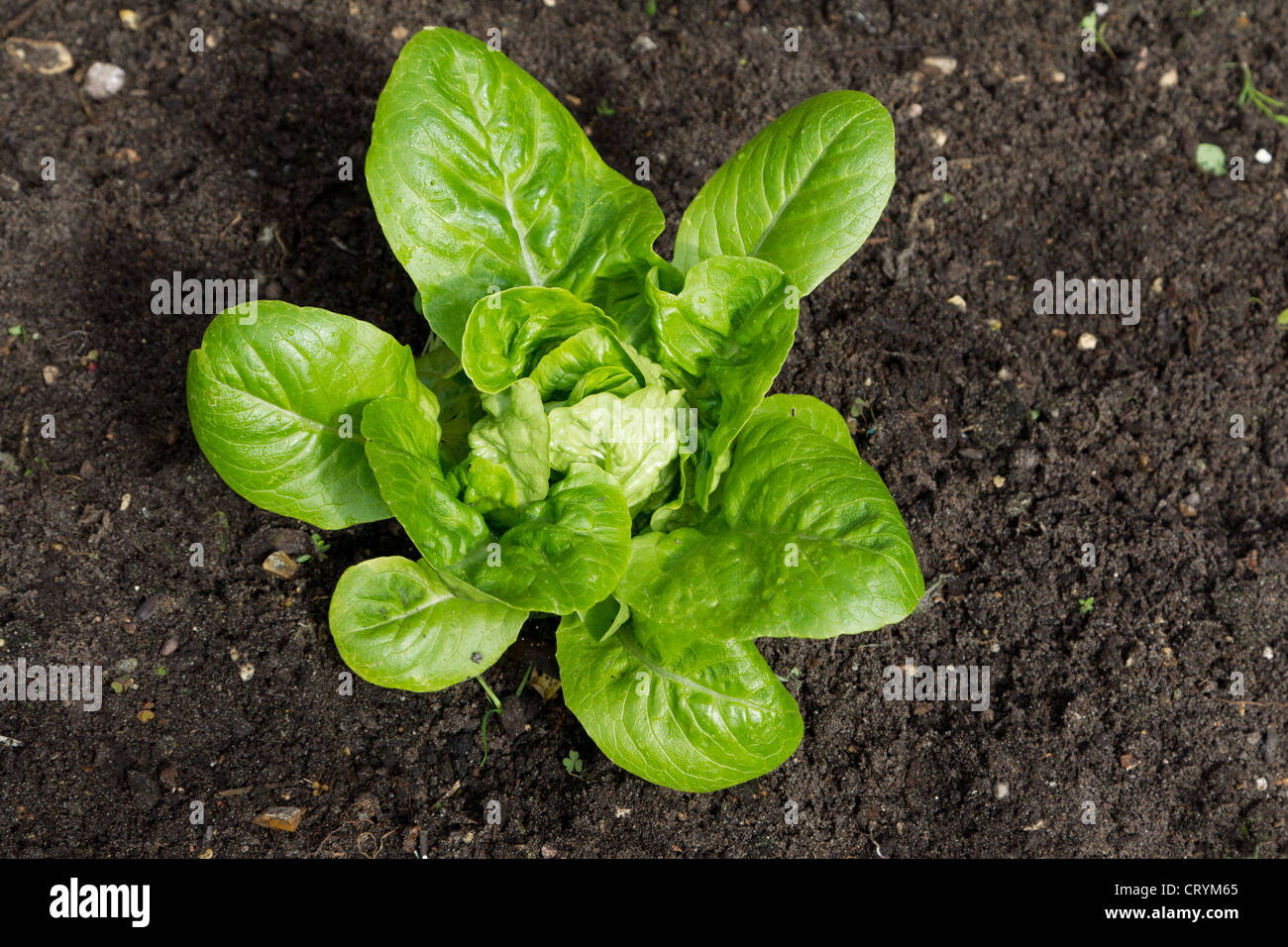 Un petit bijou lettuce Banque D'Images