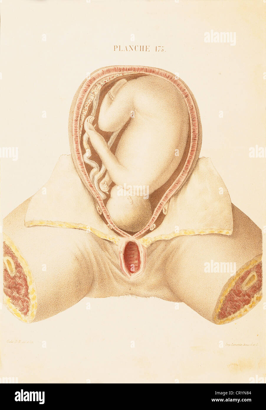 Fœtus, ILLUSTRATION Banque D'Images