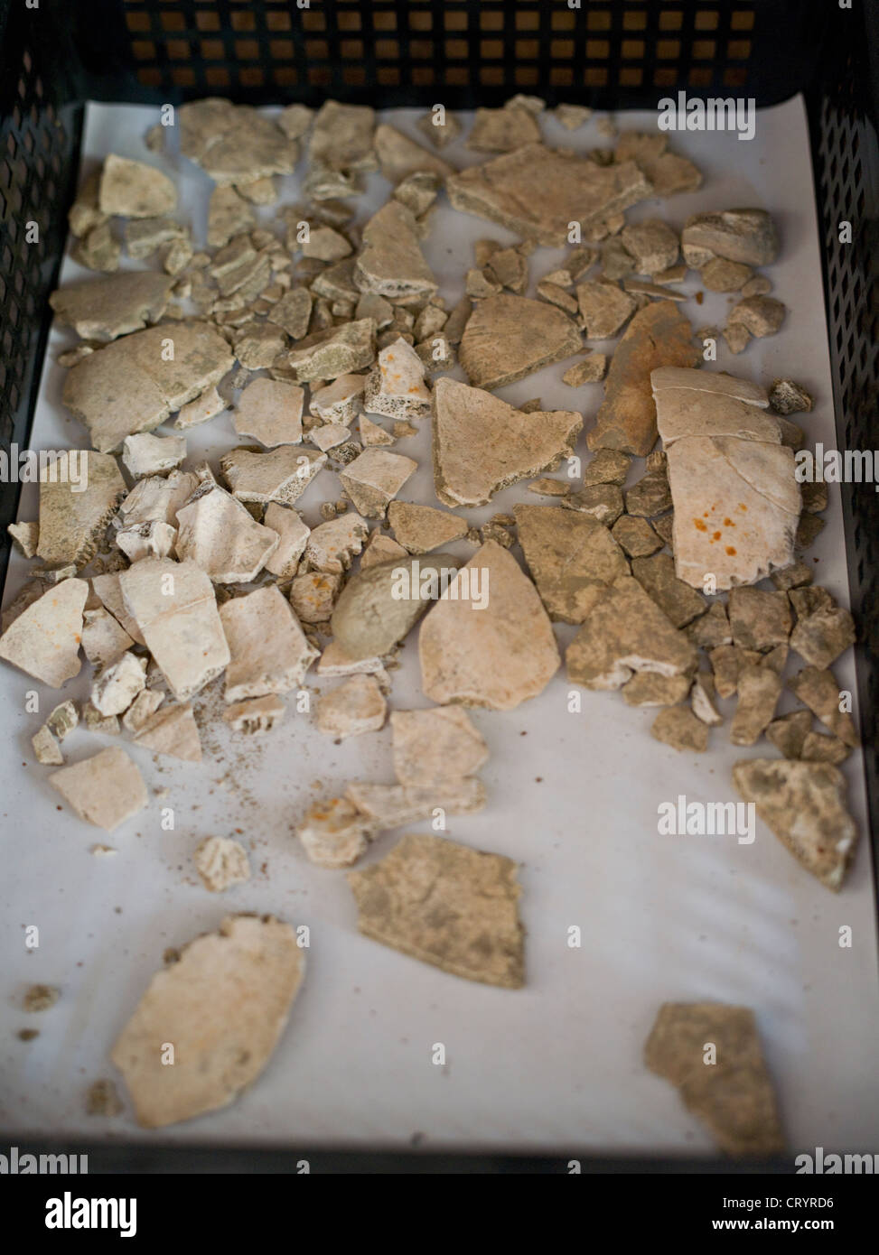 Fragments de crâne partie du reste de la DEUXIÈME GUERRE MONDIALE qui sont trouvés au cours de la construction d'Okinawa Banque D'Images