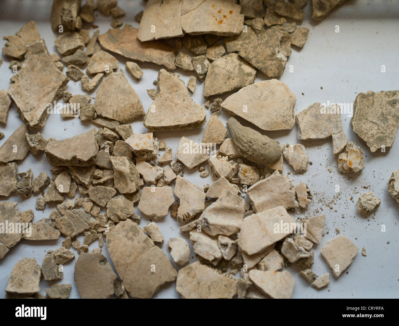 Fragments de crâne partie du reste de la DEUXIÈME GUERRE MONDIALE qui sont trouvés au cours de la construction d'Okinawa Banque D'Images