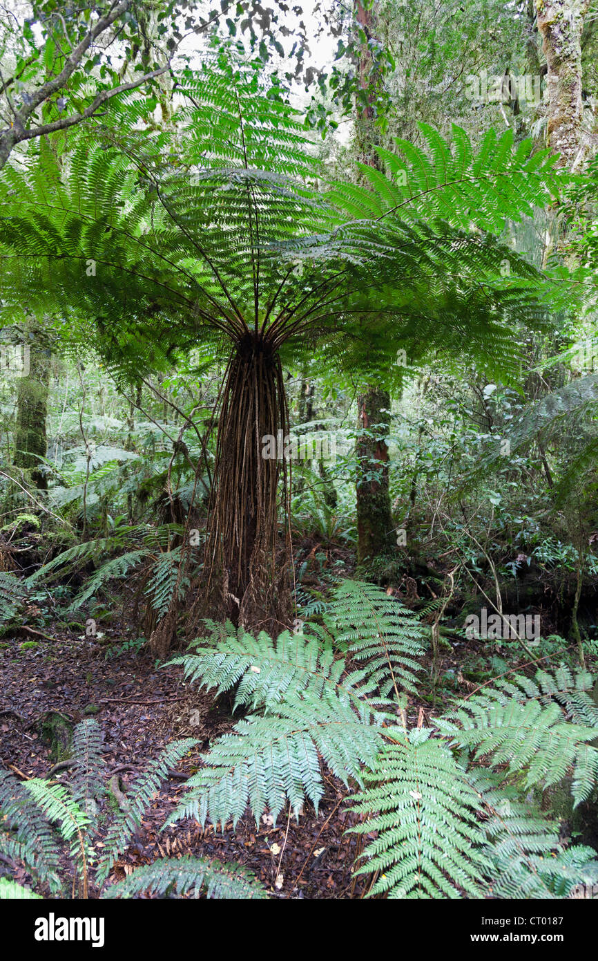 Forêt pluviale tempérée vierge autour du Gouffre, Fiordland, île du sud de la Nouvelle-Zélande 7 Banque D'Images