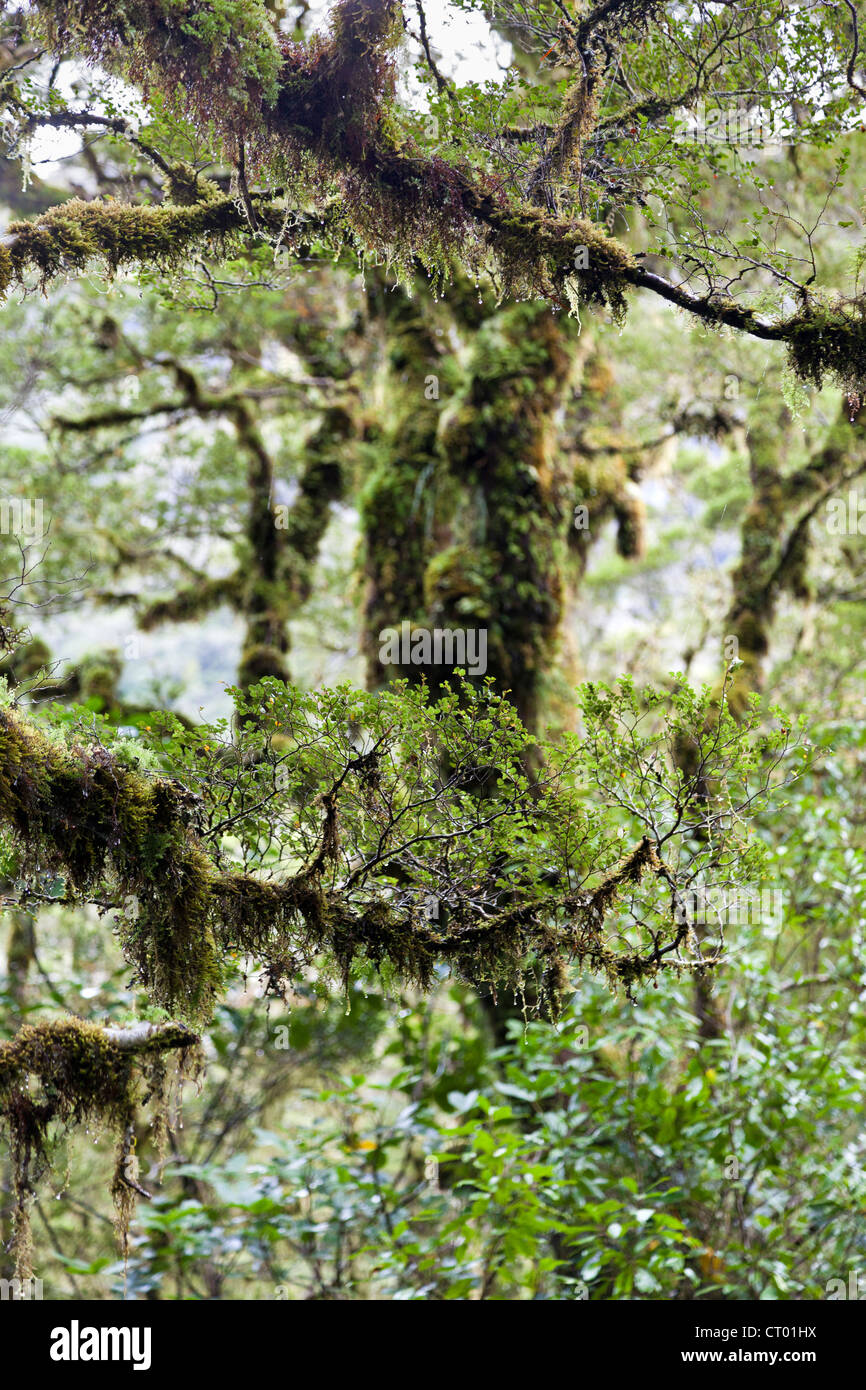 Forêt pluviale tempérée vierge autour du Gouffre, Fiordland, île du sud de la Nouvelle-Zélande 4 Banque D'Images