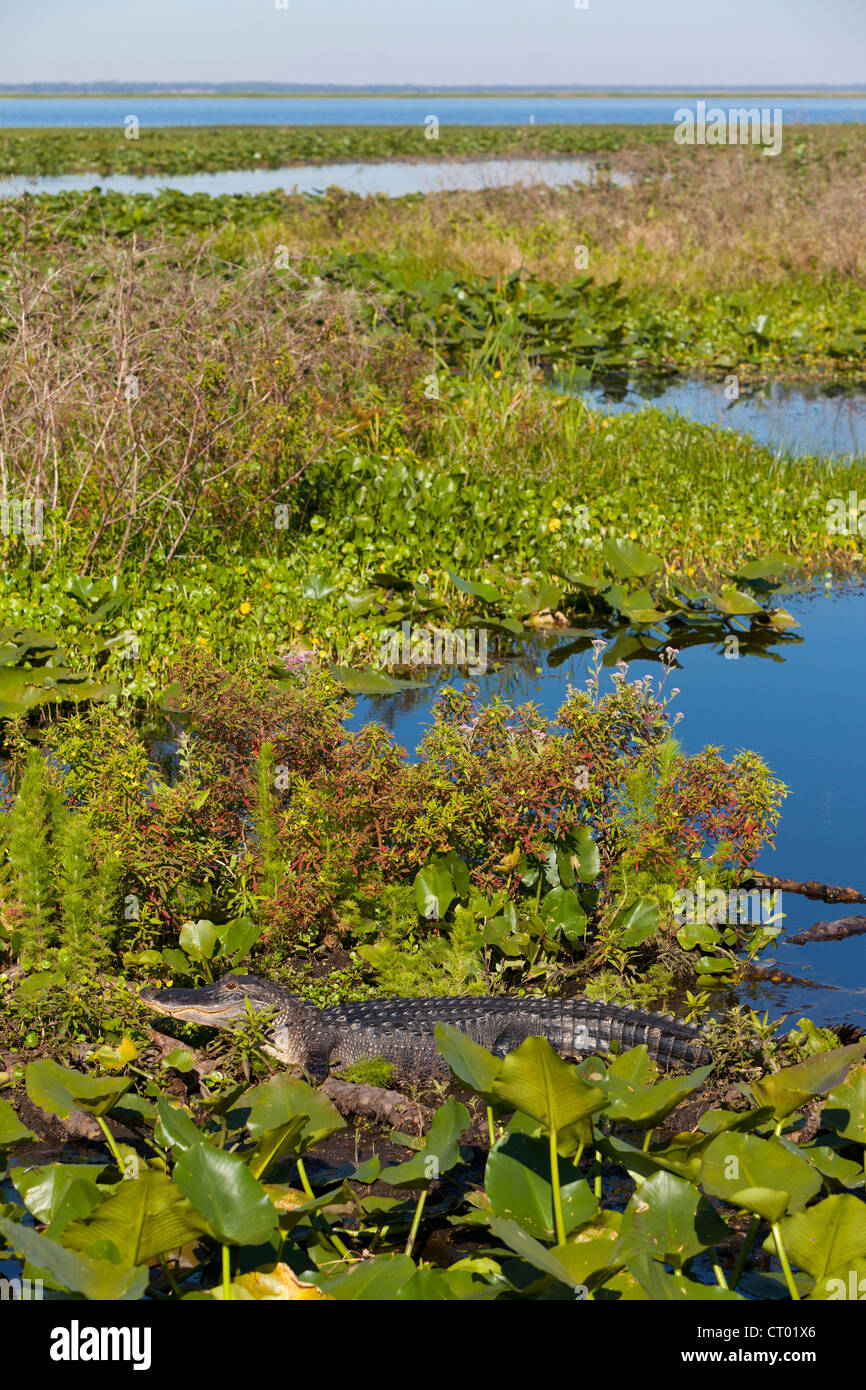 Sur Alligator Lake Kissimmee, Floride. Banque D'Images