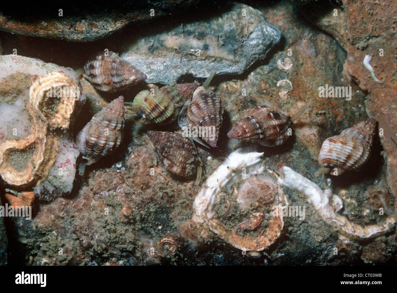 Lèvres épaisses dog le buccin (Hinia incrassata ( = Nassarius incrassatus)) ramper avec son siphon, dans rockpool UK Banque D'Images