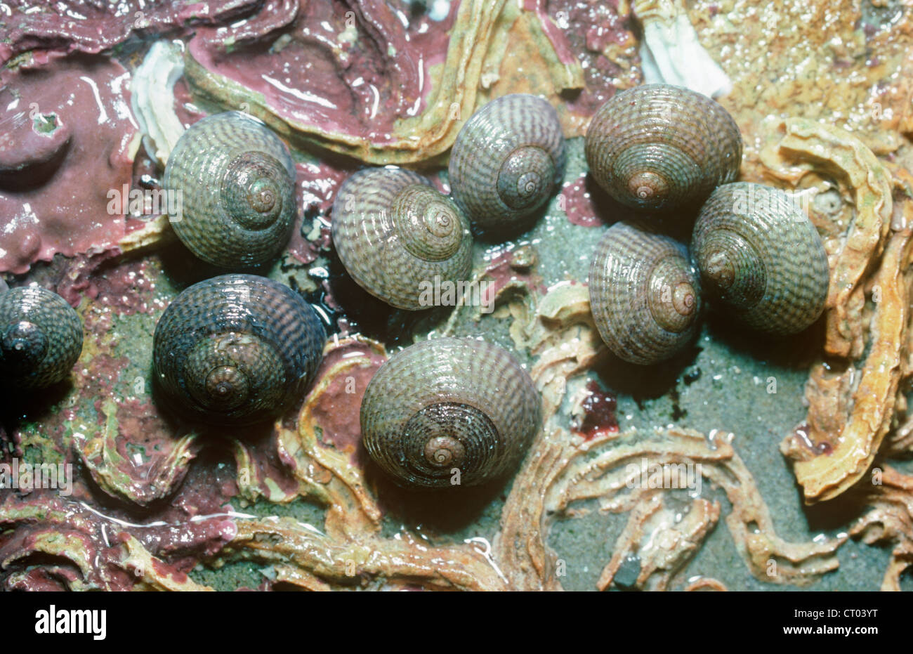 Haut gris shells (Gibbula cineraria :) sous-sous une pierre sur la rive au milieu quand la marée est hors UK Banque D'Images