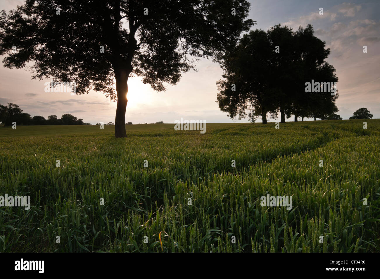 Une rangée de frênes par rétro-éclairé de soleil du soir faible, de plus en plus parmi une récolte de blé près de maturation Holdenby, Northamptonshire, Angleterre Banque D'Images
