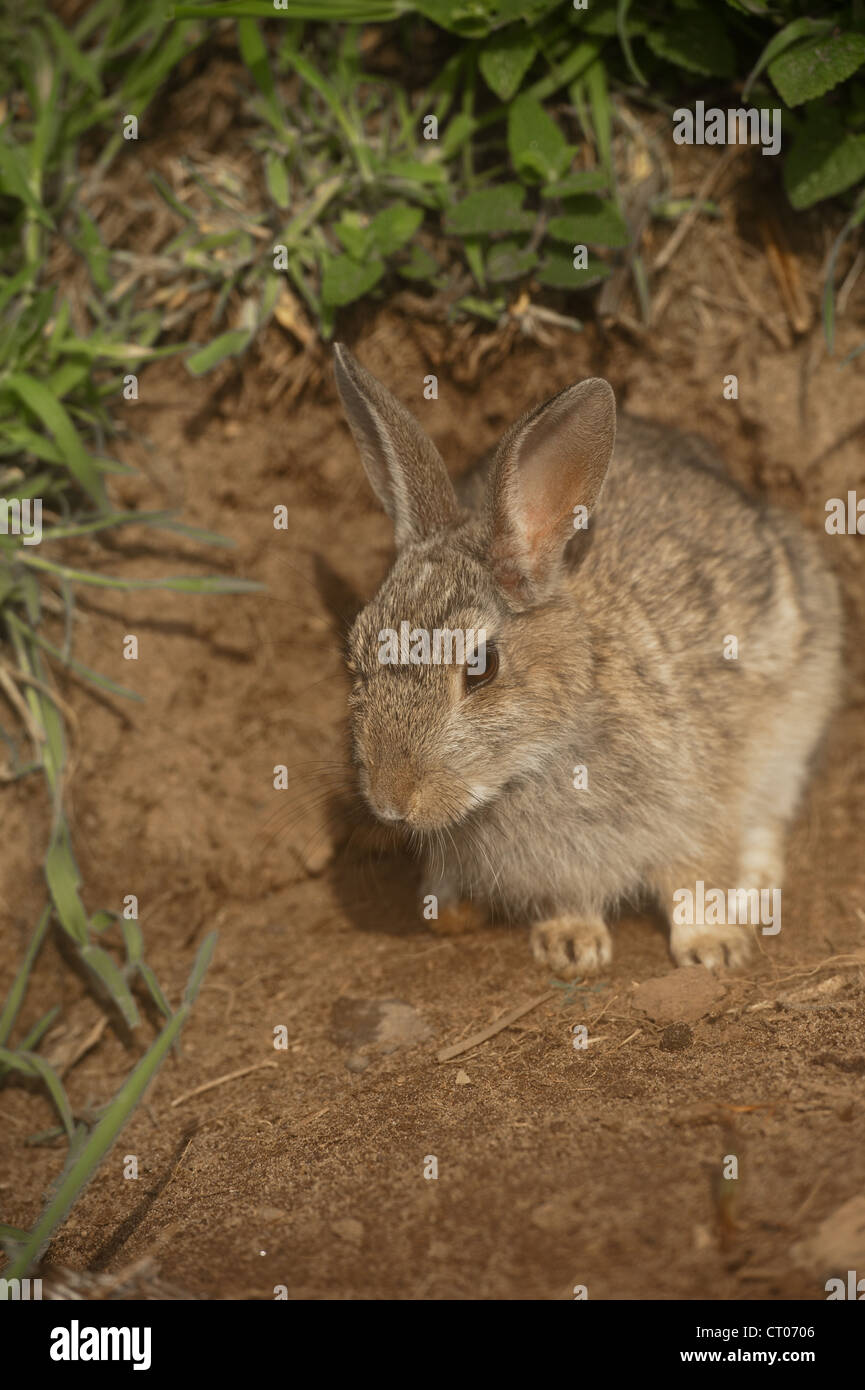 Les lapins se cacher dans l'herbe Banque D'Images
