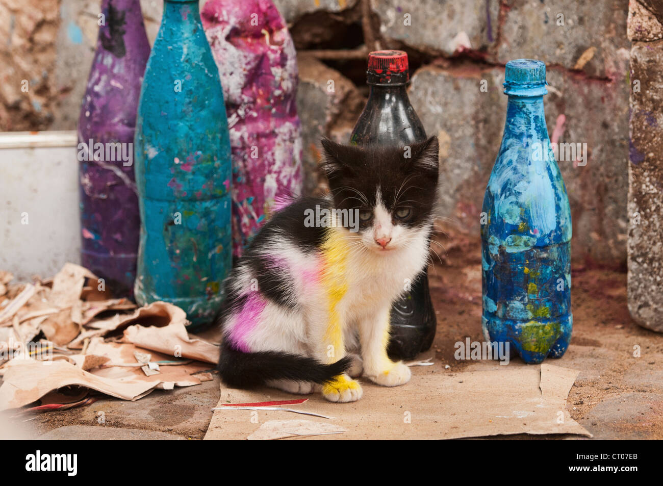 Chat peint à la bombe dans la médina de Marrakech, Maroc Banque D'Images