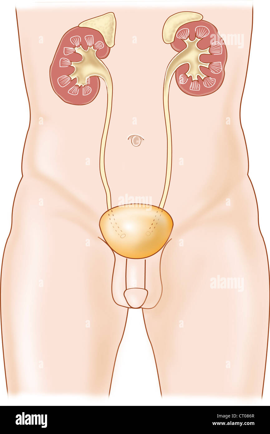 Système urinaire, dessin Banque D'Images