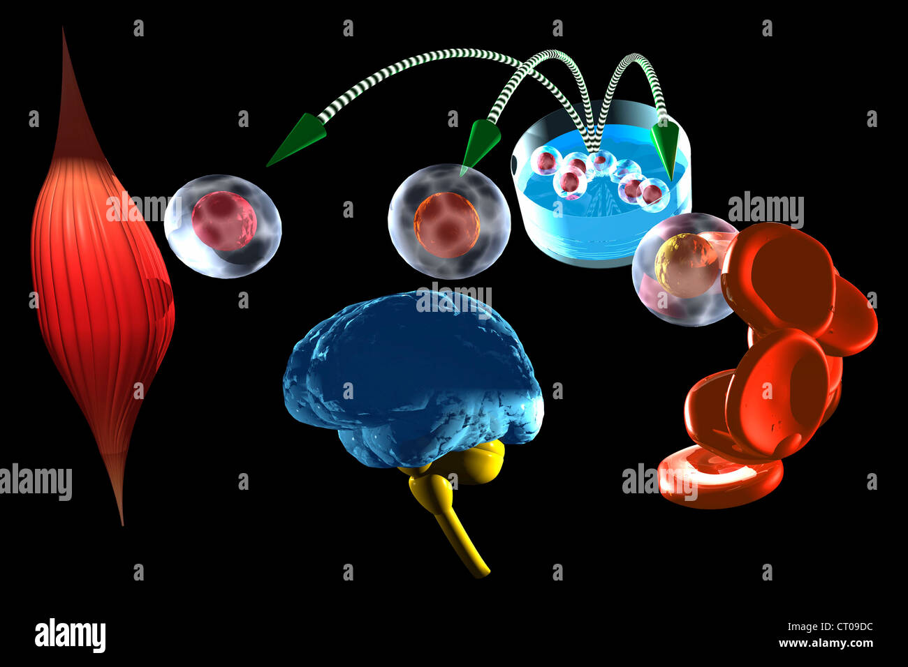 La thérapie cellulaire, ILLUSTRATION Photo Stock Alamy — free download