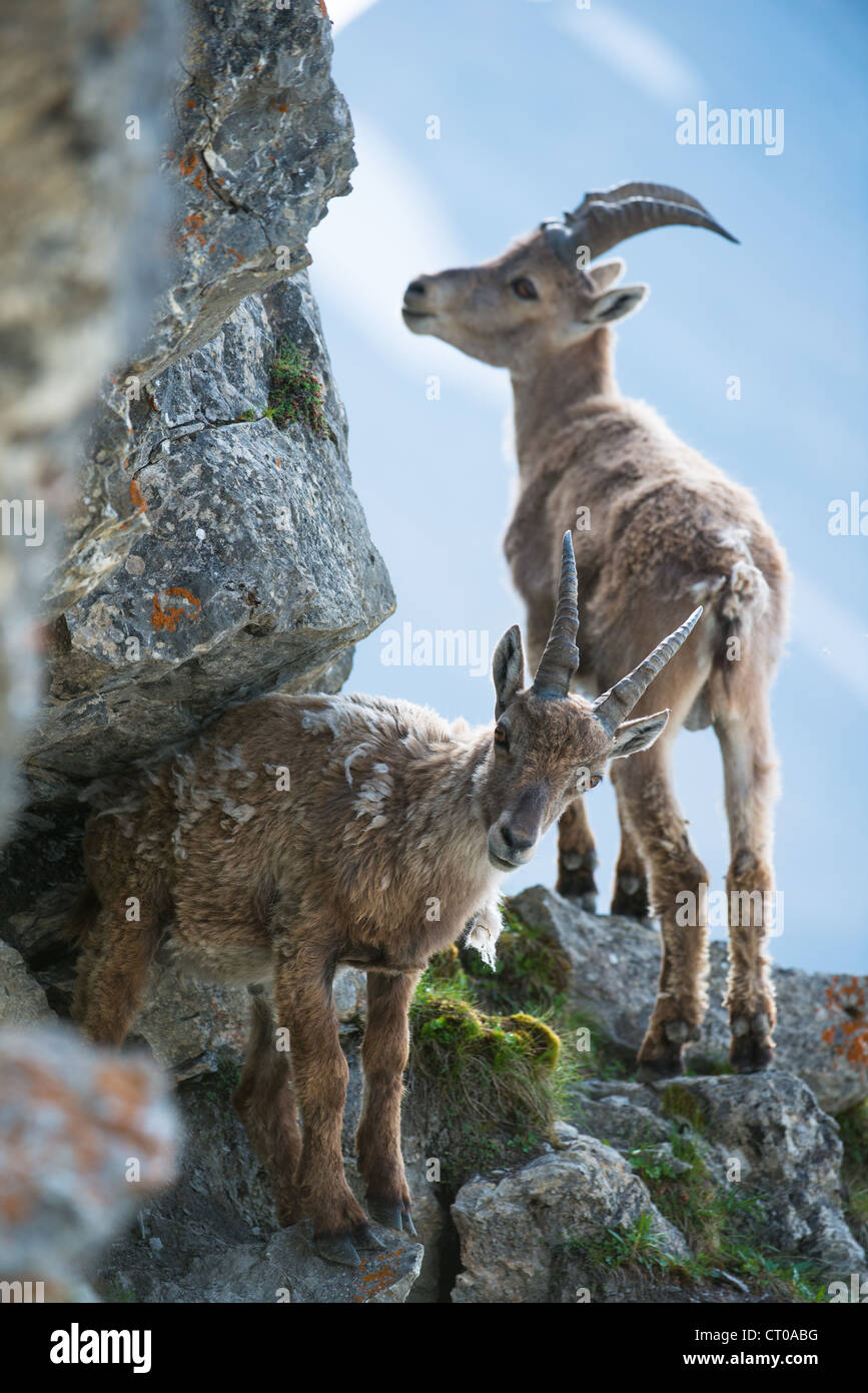 Deux jeunes Bouquetin des Alpes (lat. Capra ibex) sur le Brienzer Rothorn, Suisse Banque D'Images