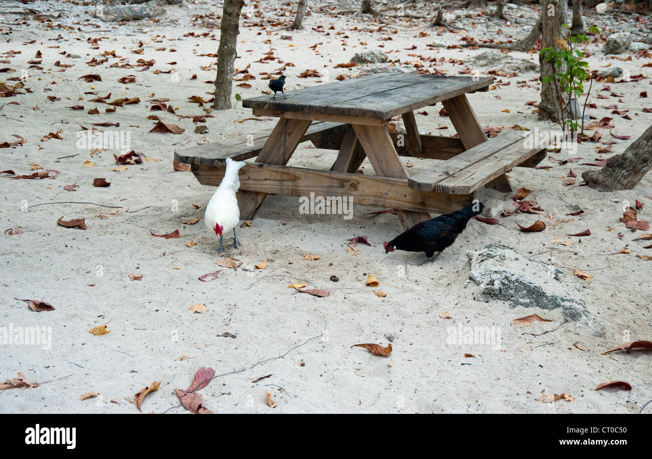 Poulets sur Grand Cayman Beach Banque D'Images