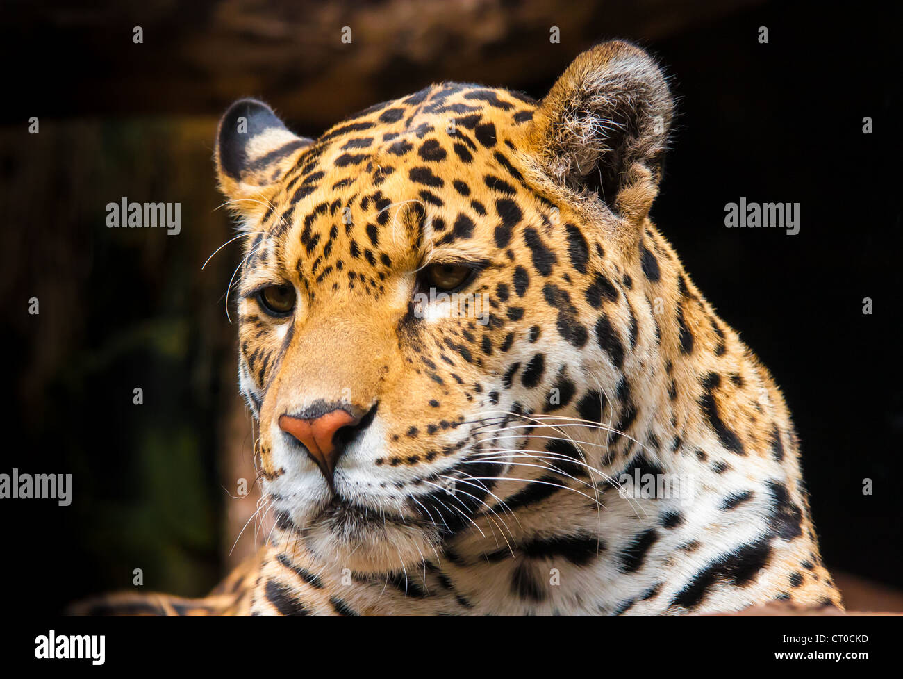 Portrait d'une femelle Jaguar (Panthera onca) Banque D'Images