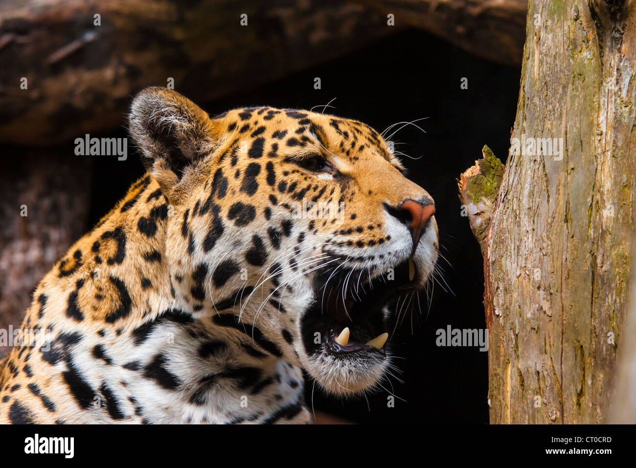 Portrait d'une femelle Jaguar (Panthera onca) Banque D'Images
