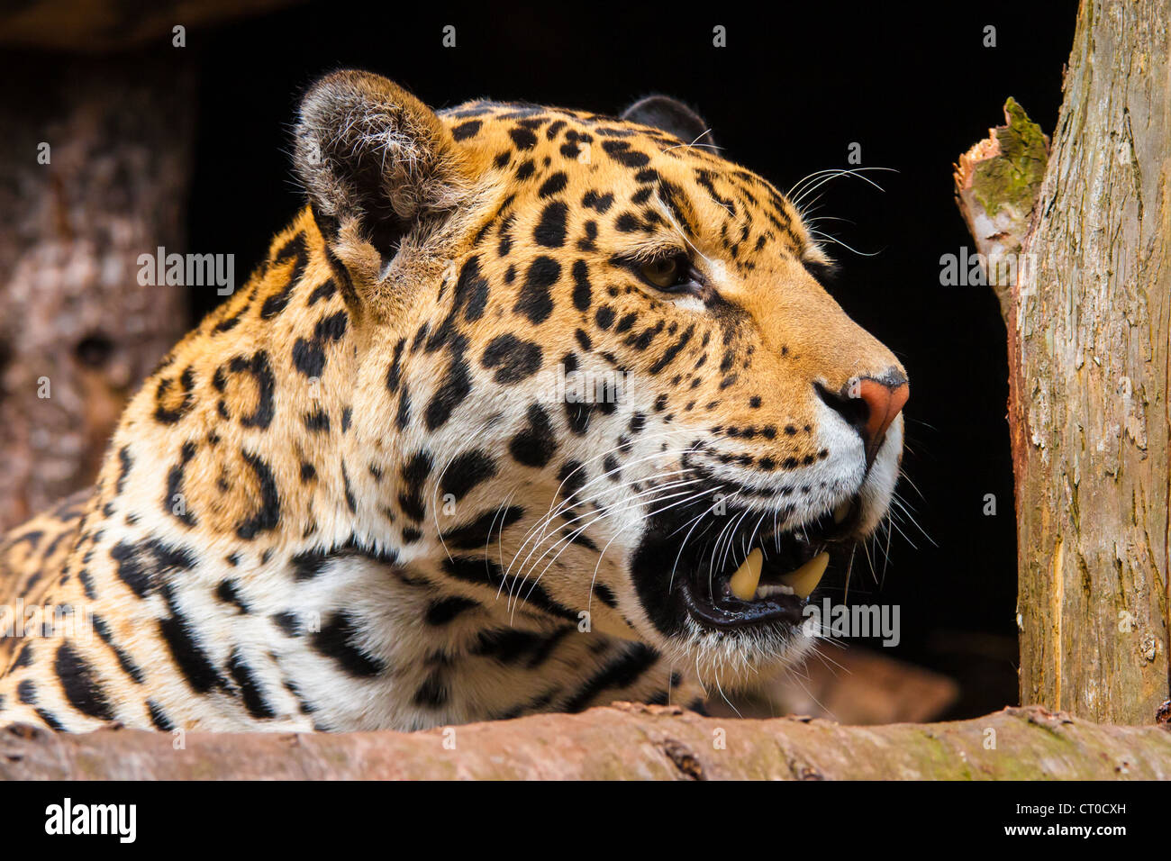 Portrait d'une femelle Jaguar (Panthera onca) Banque D'Images