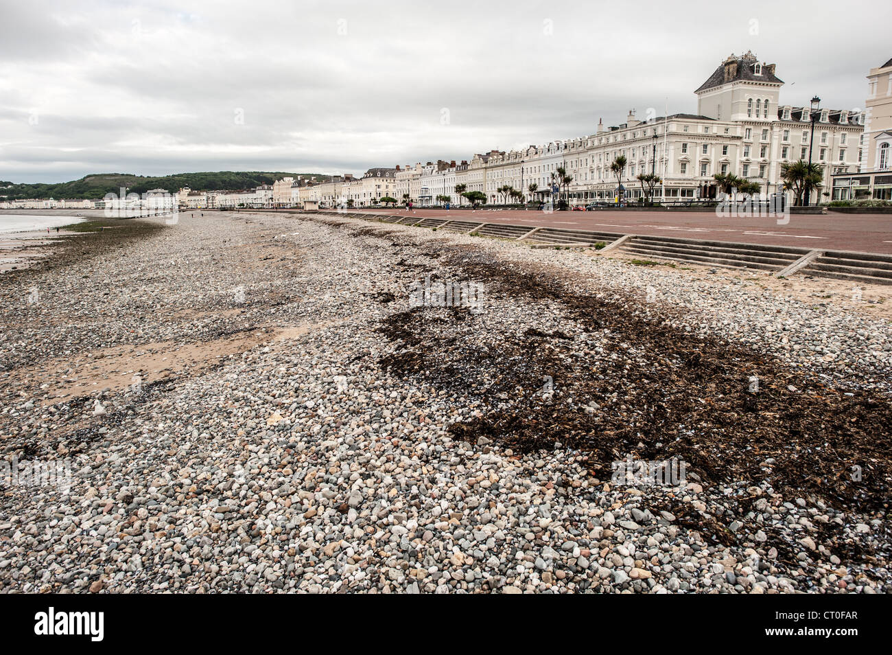 Llandudno Pebble Beach And The Parade Wales | LLANDUDNO, Pays de Galles — Des algues bordent la plage de galets sous The Parade, la promenade de bord de mer victorienne de Llandudno, avec le St George's Hotel ancrant une rangée d'hôtels grandioses le long du front de mer. Llandudno s'est développé sur une péninsule calcaire entre les promontoires de Great Orme et Little Orme et est largement considéré comme l'une des stations balnéaires victoriennes les mieux préservées du Pays de Galles. Banque D'Images