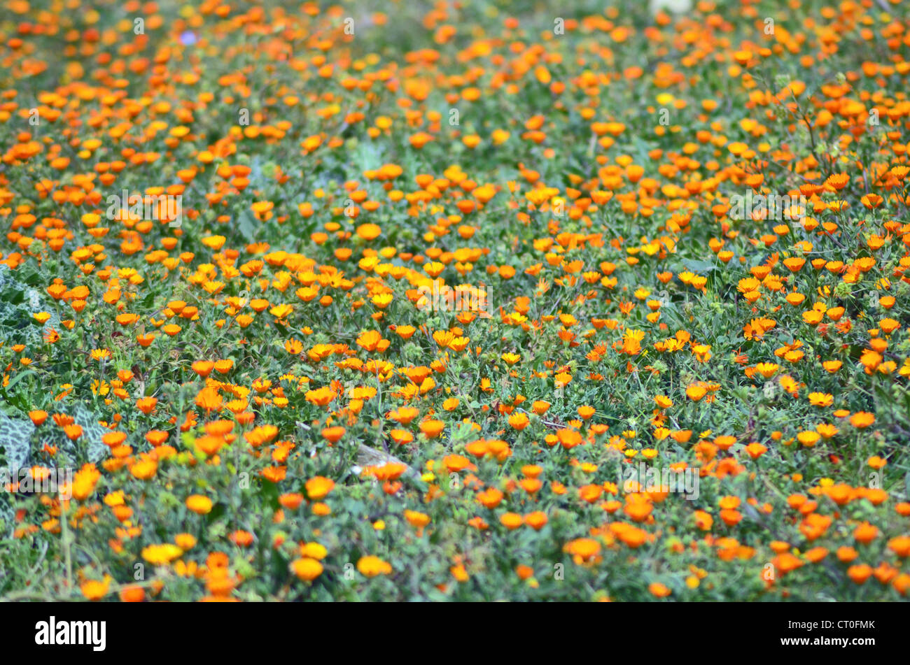 Orange fleurs sauvages dans une prairie près de Meknes, Maroc Photo Stock -  Alamy