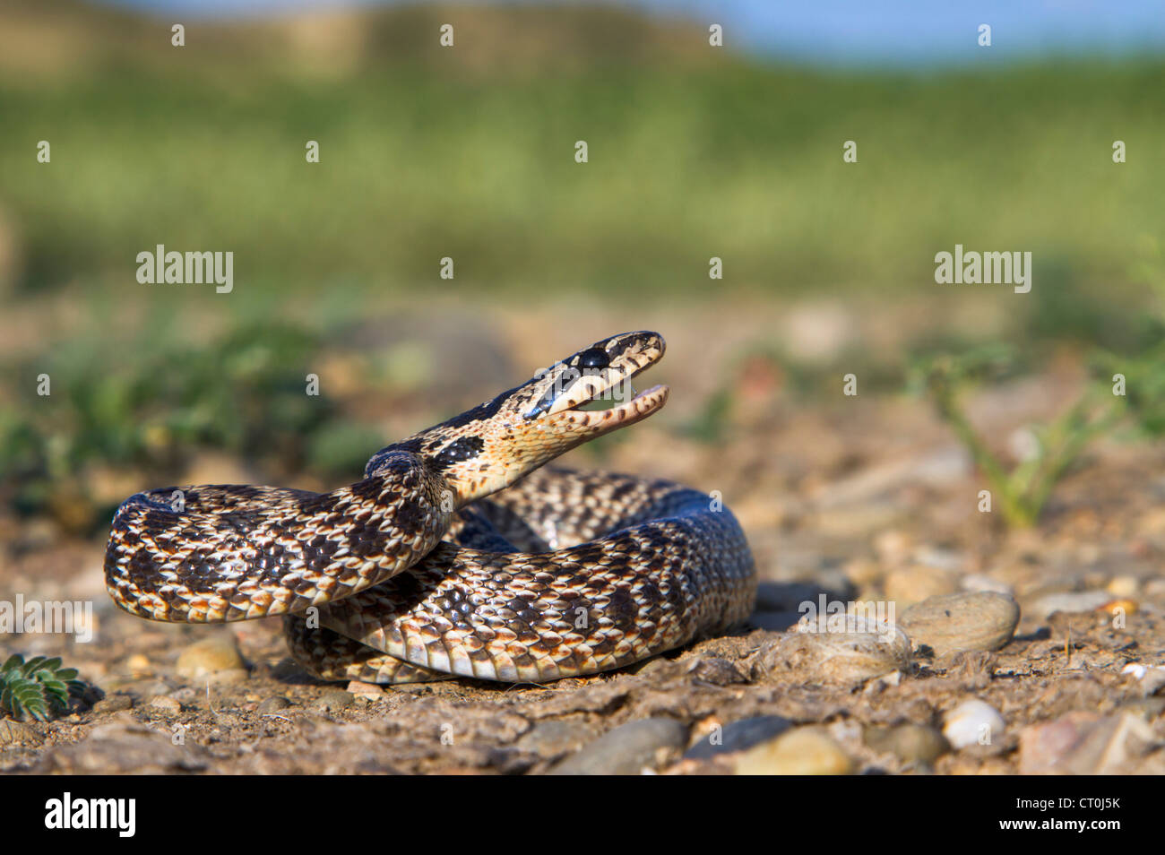 Le serpent, ou l'Est de l'blotched fourlined couleuvre obscure (Elaphe sauromates) prêt à la défensive grève. Banque D'Images