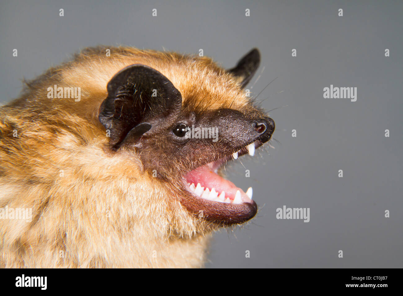 La serotine (Eptesicus serotinus) portrait (la République de Géorgie, Caucase). Banque D'Images