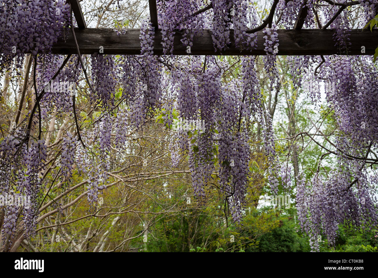 Treillis de glycine japonaise en pleine floraison une ligne de chemin dans le Jardin botanique de Brooklyn, New York, USA Banque D'Images