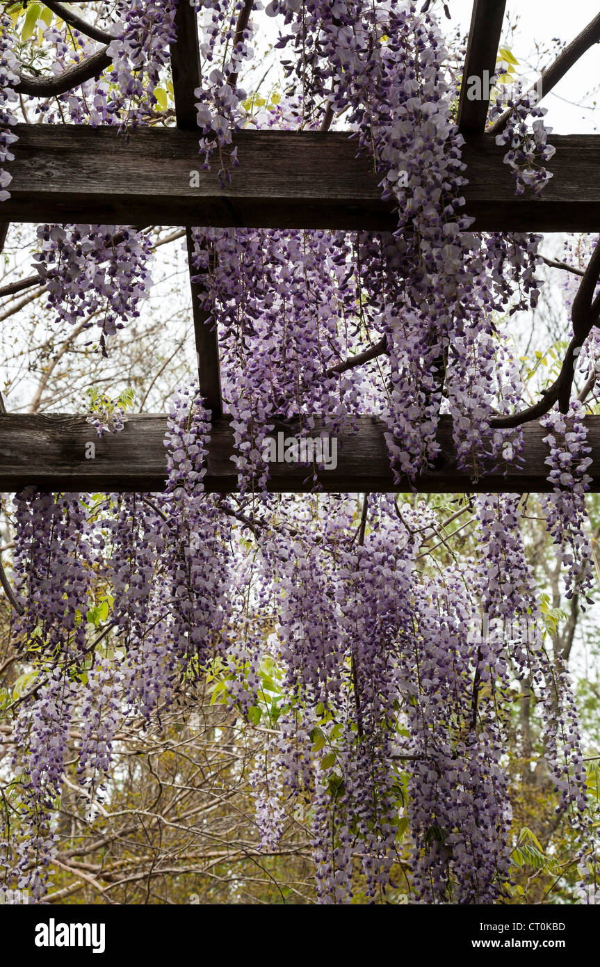 Treillis de glycine japonaise en pleine floraison une ligne de chemin dans le Jardin botanique de Brooklyn, New York, USA Banque D'Images