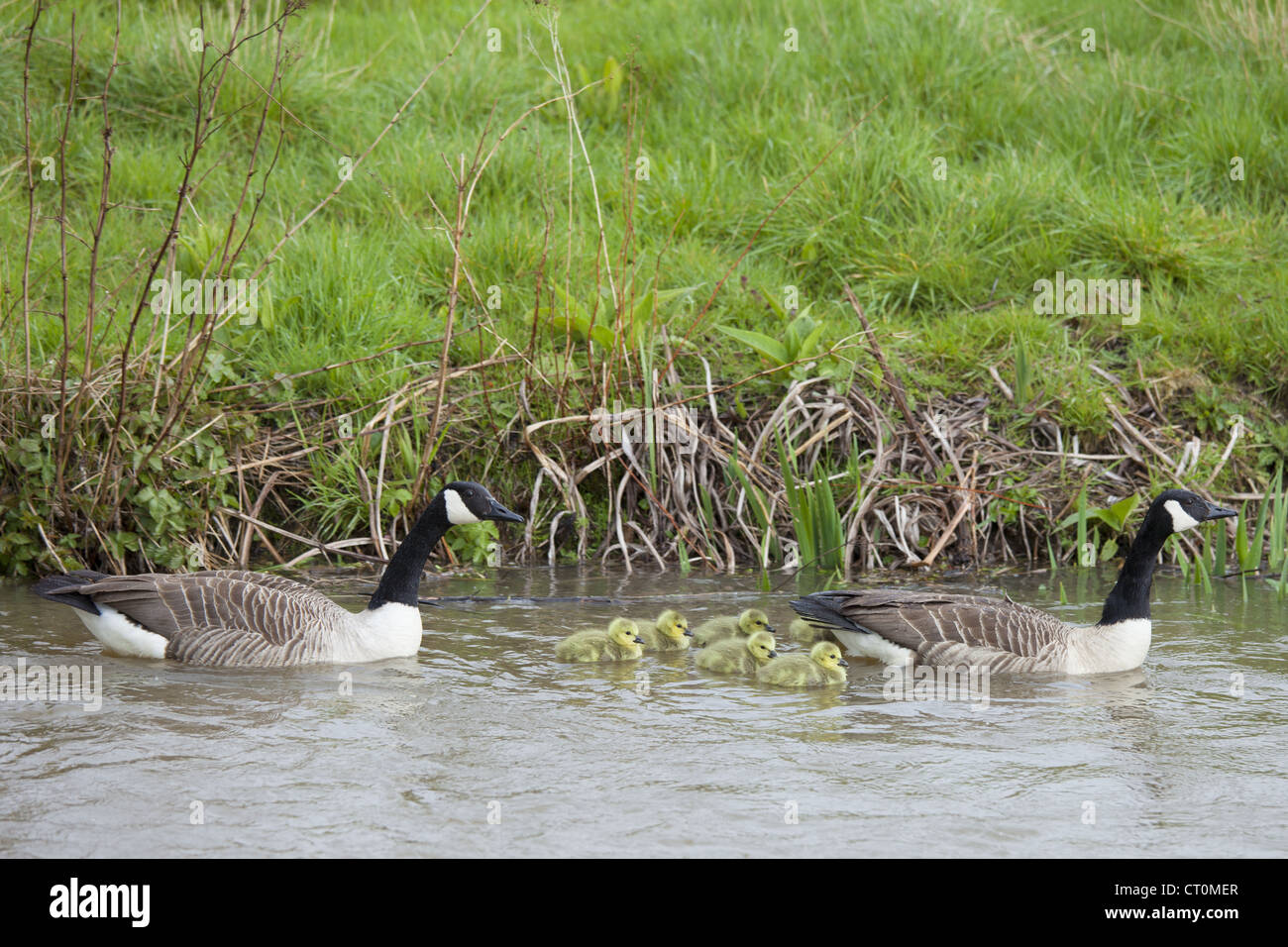 Paire de reproduction des Bernaches du Canada, Branta canadensis, avec de jeunes oisons, sur la rivière Windrush à Swinbrook, les Cotswolds, Royaume-Uni Banque D'Images