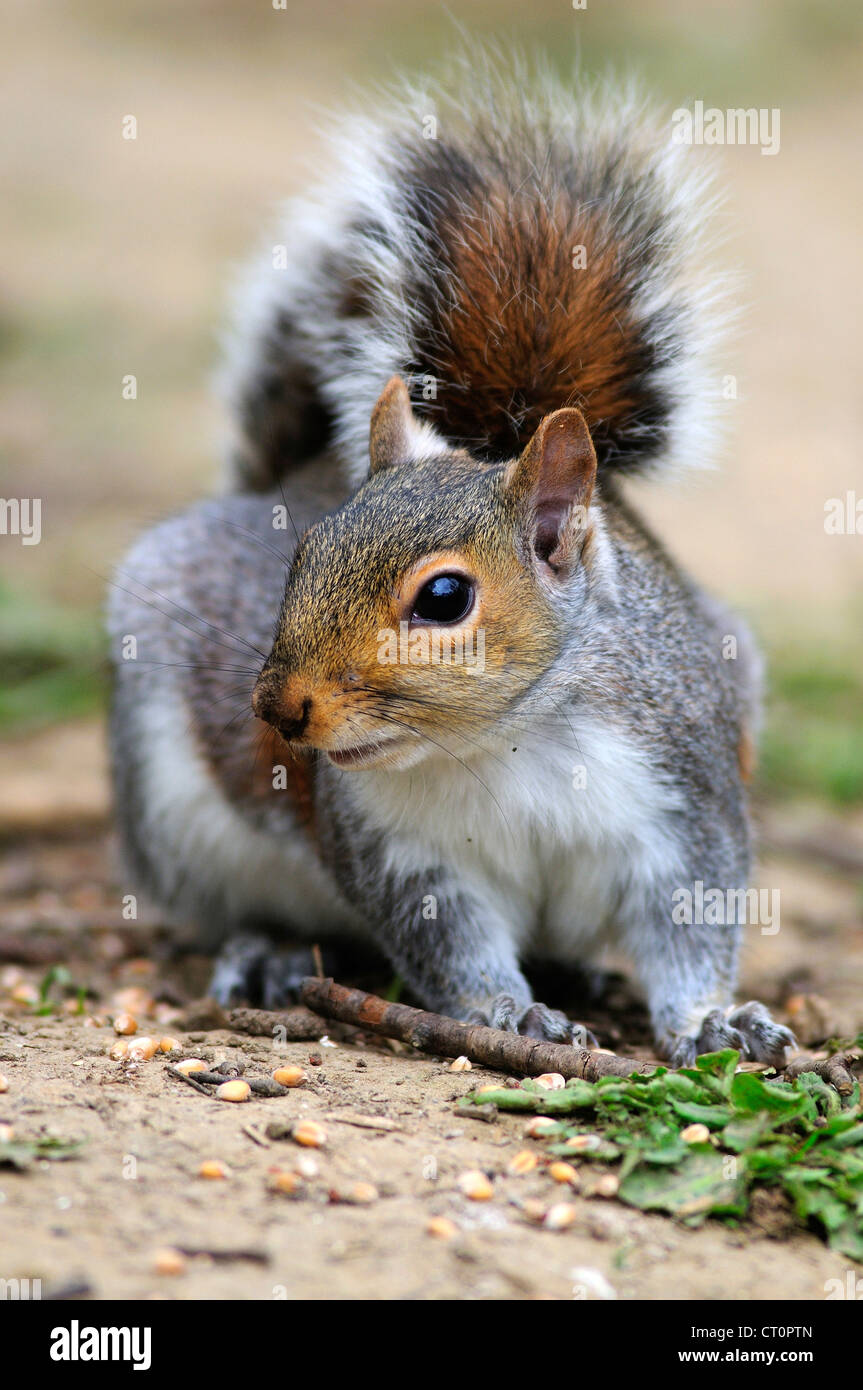 L'écureuil gris Sciurus carolinensis Mammifères Rongeurs Rodentia arbres exotiques Aplodontidae Banque D'Images