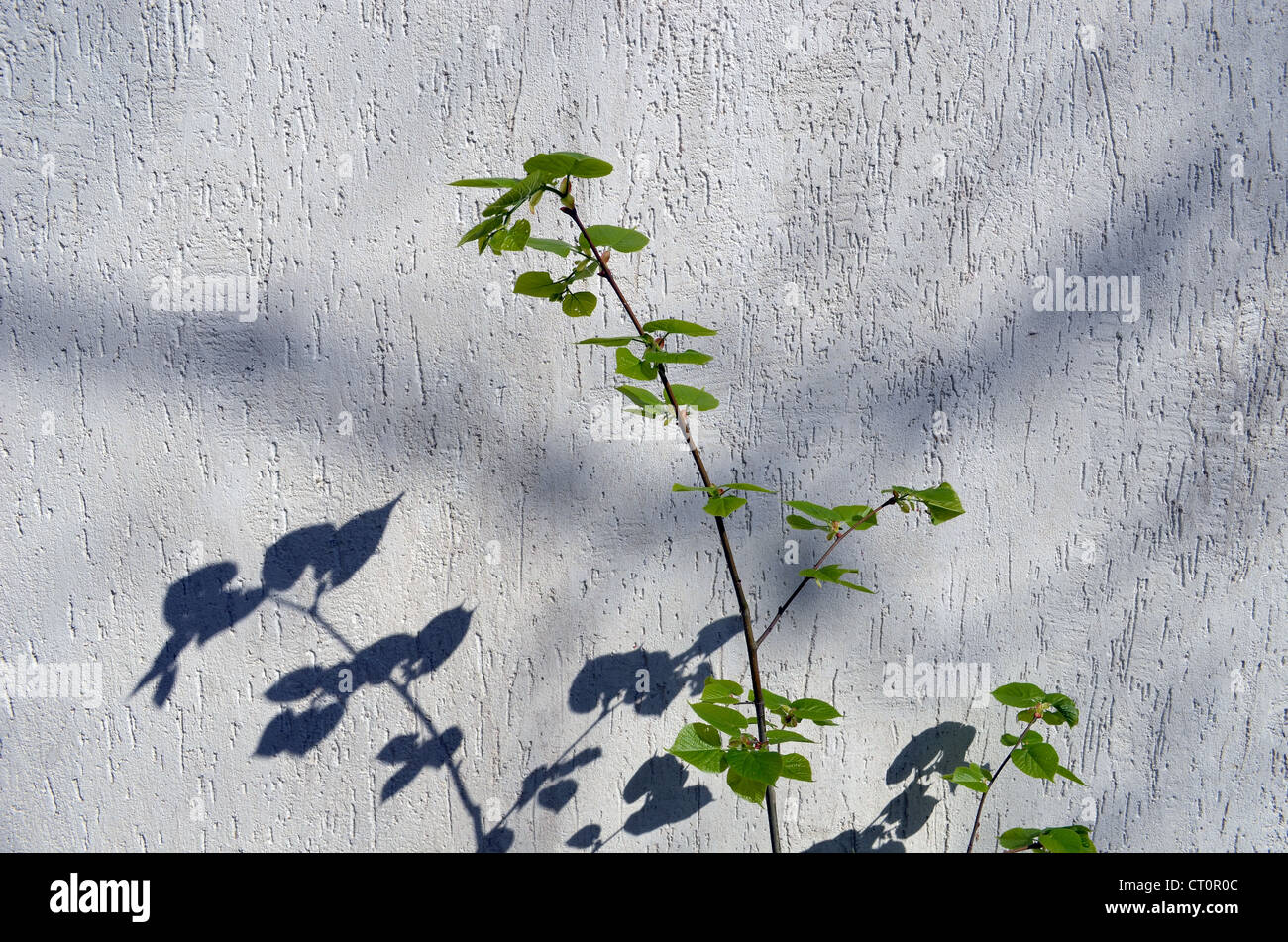 Tilleul Lime branche avec feuilles sur fond blanc de paroi. Banque D'Images