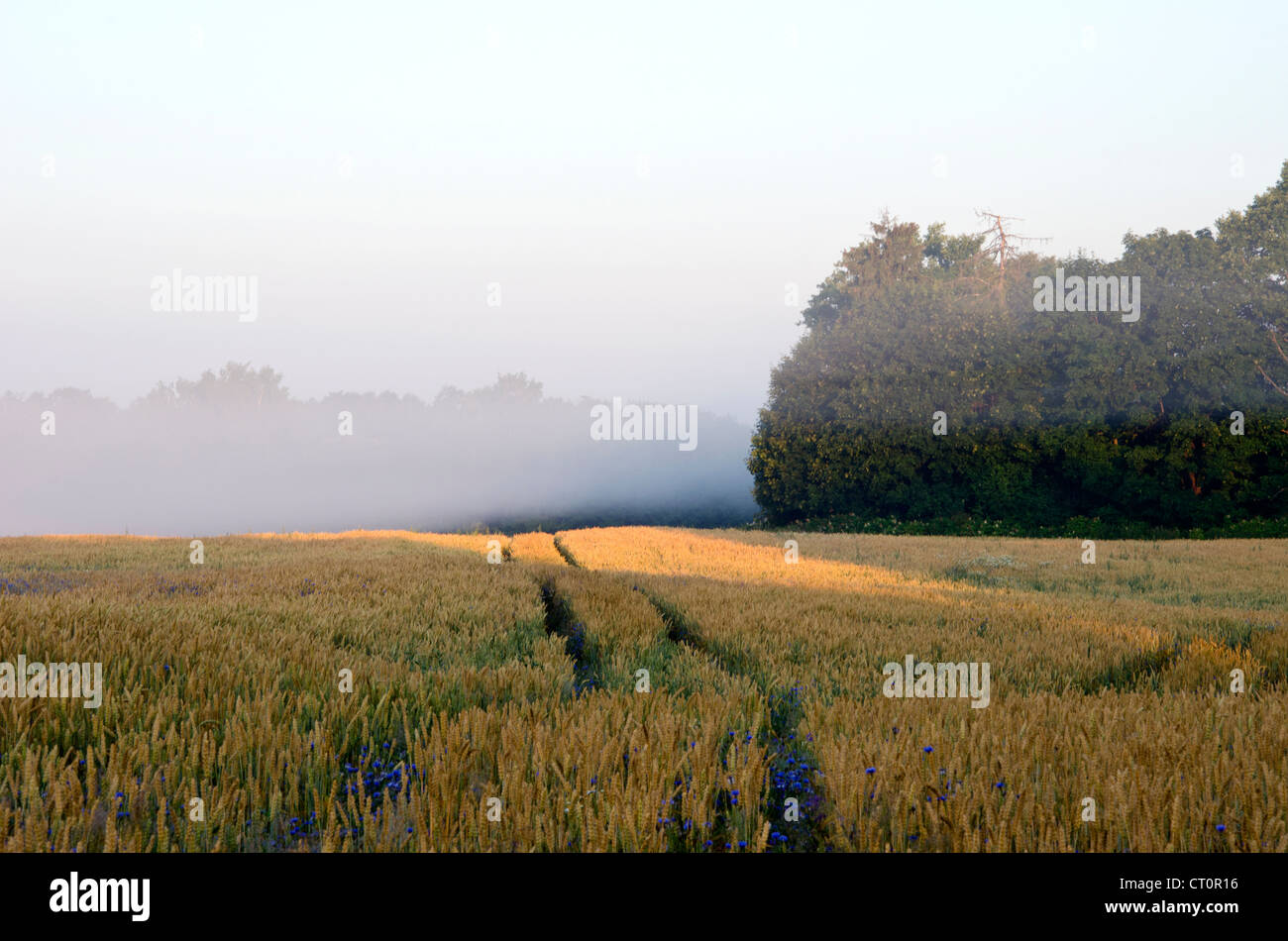Champ de blé marque roue dans le brouillard au petit matin près de la forêt arbres et fleurs de bleuet bluet. Banque D'Images