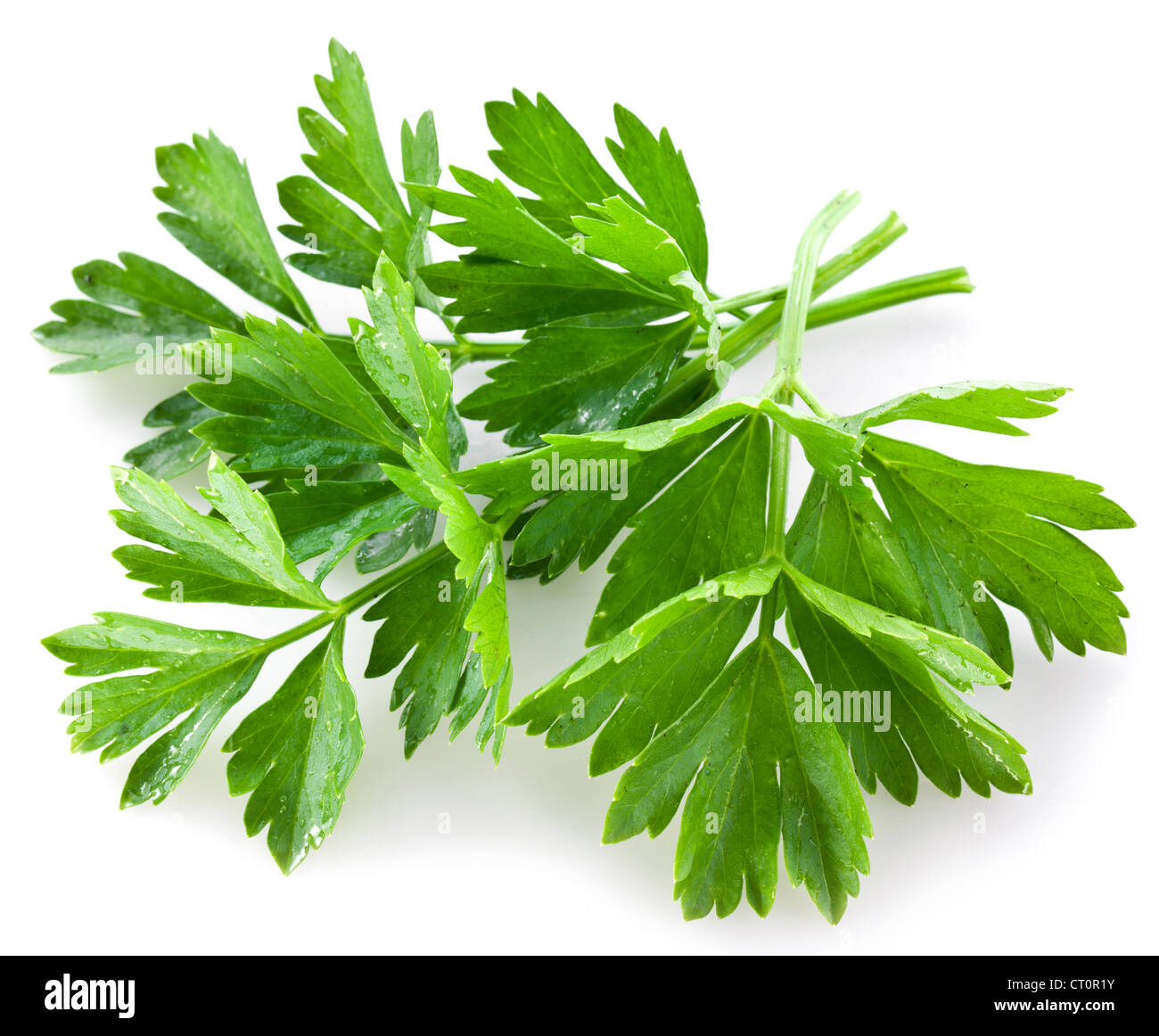 Bouquet de coriandre verte sur un fond blanc. Banque D'Images
