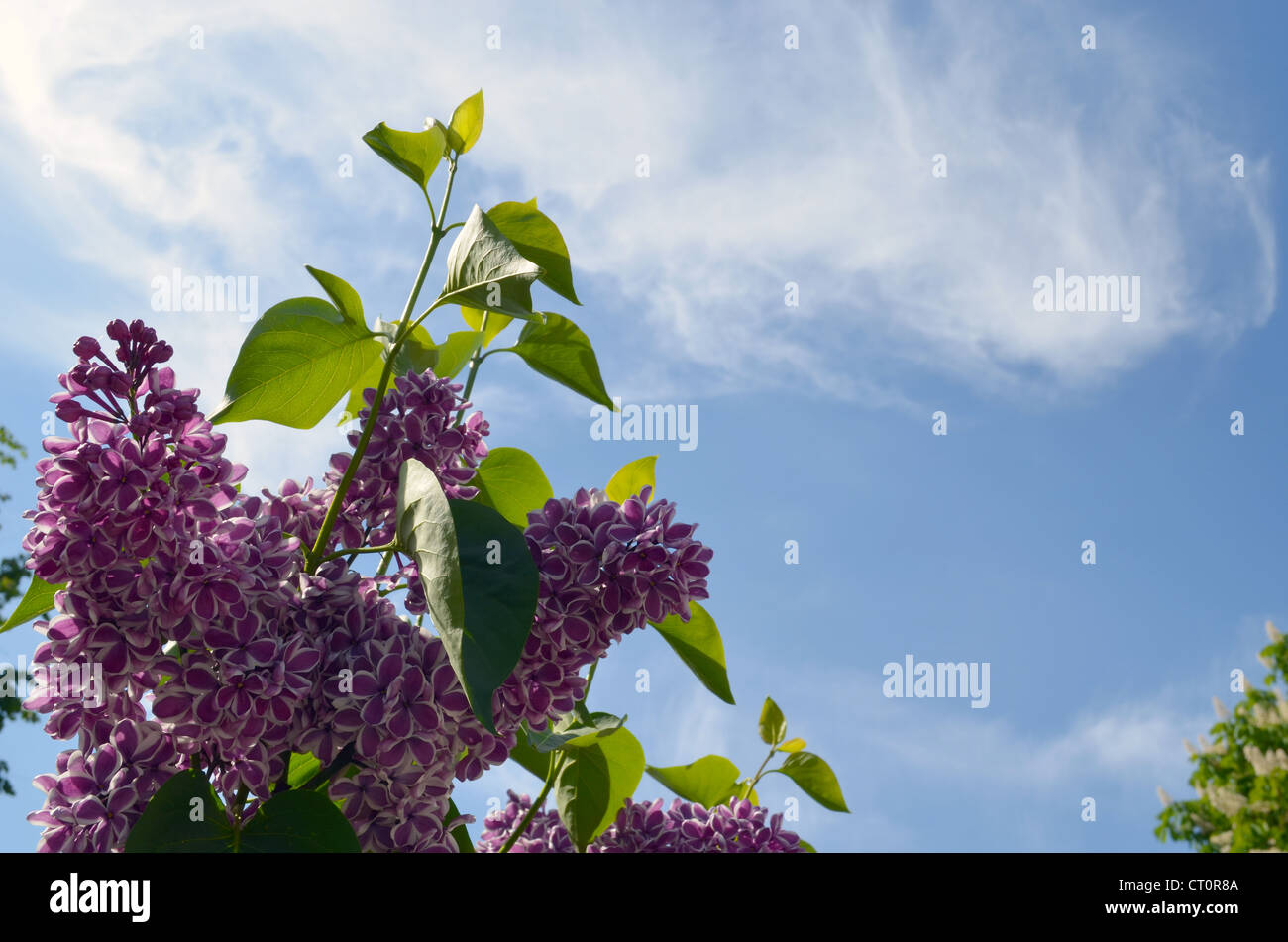 Lilas pourpre fleur feuille d'arbre sur fond de ciel Banque D'Images