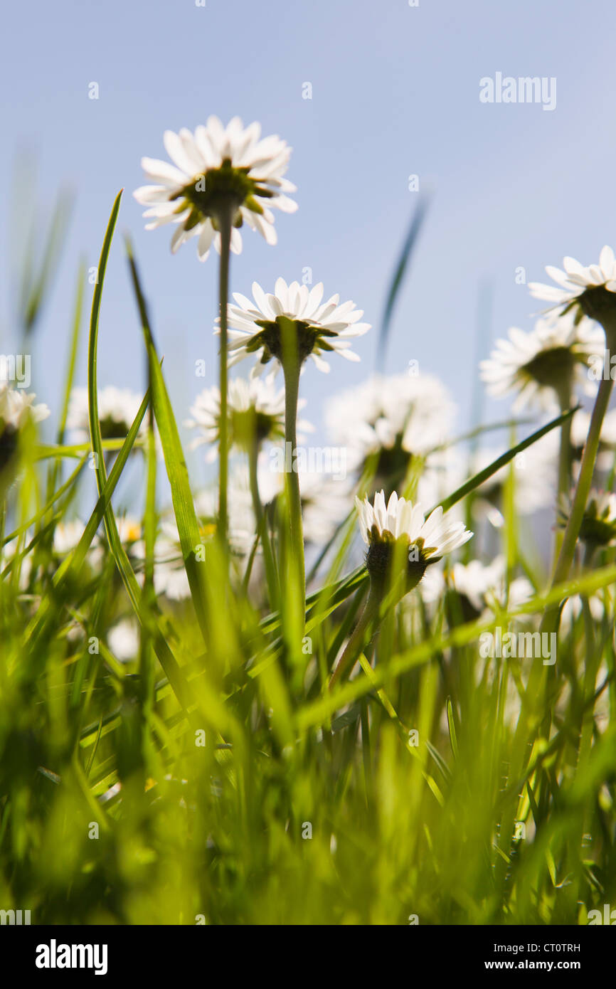 Close up of flowers growing in field Banque D'Images