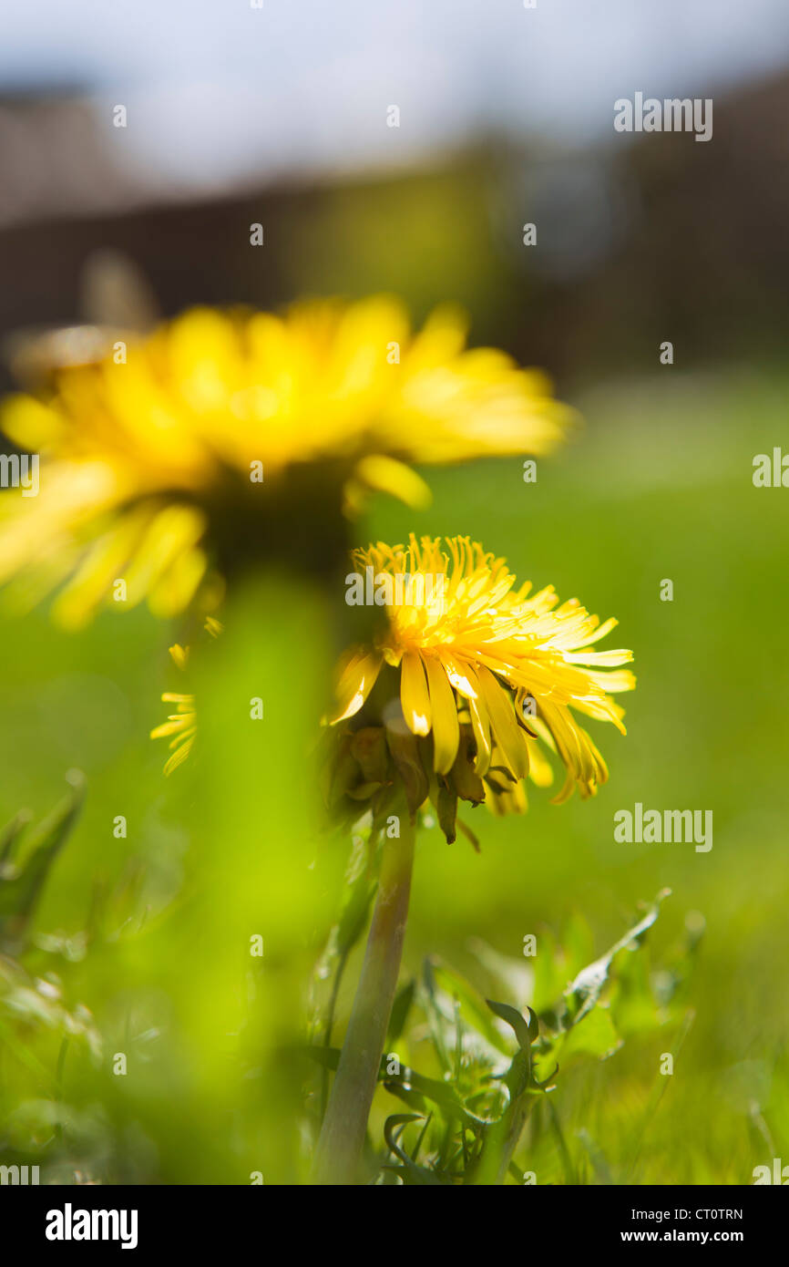 Close up of flowers growing in field Banque D'Images