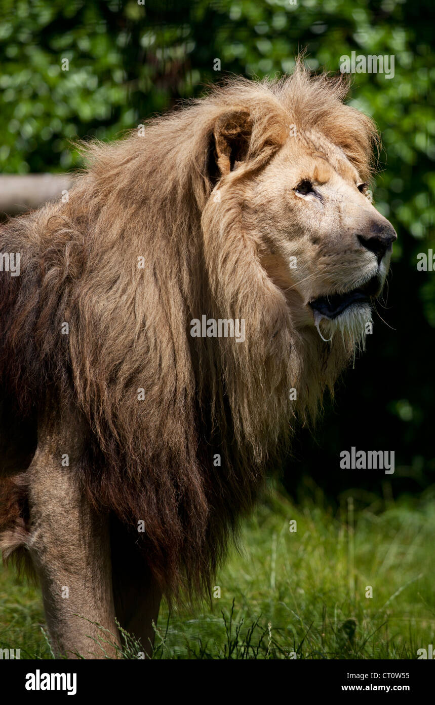 Lion à Paradise Wildlife Park, Broxbourne Banque D'Images