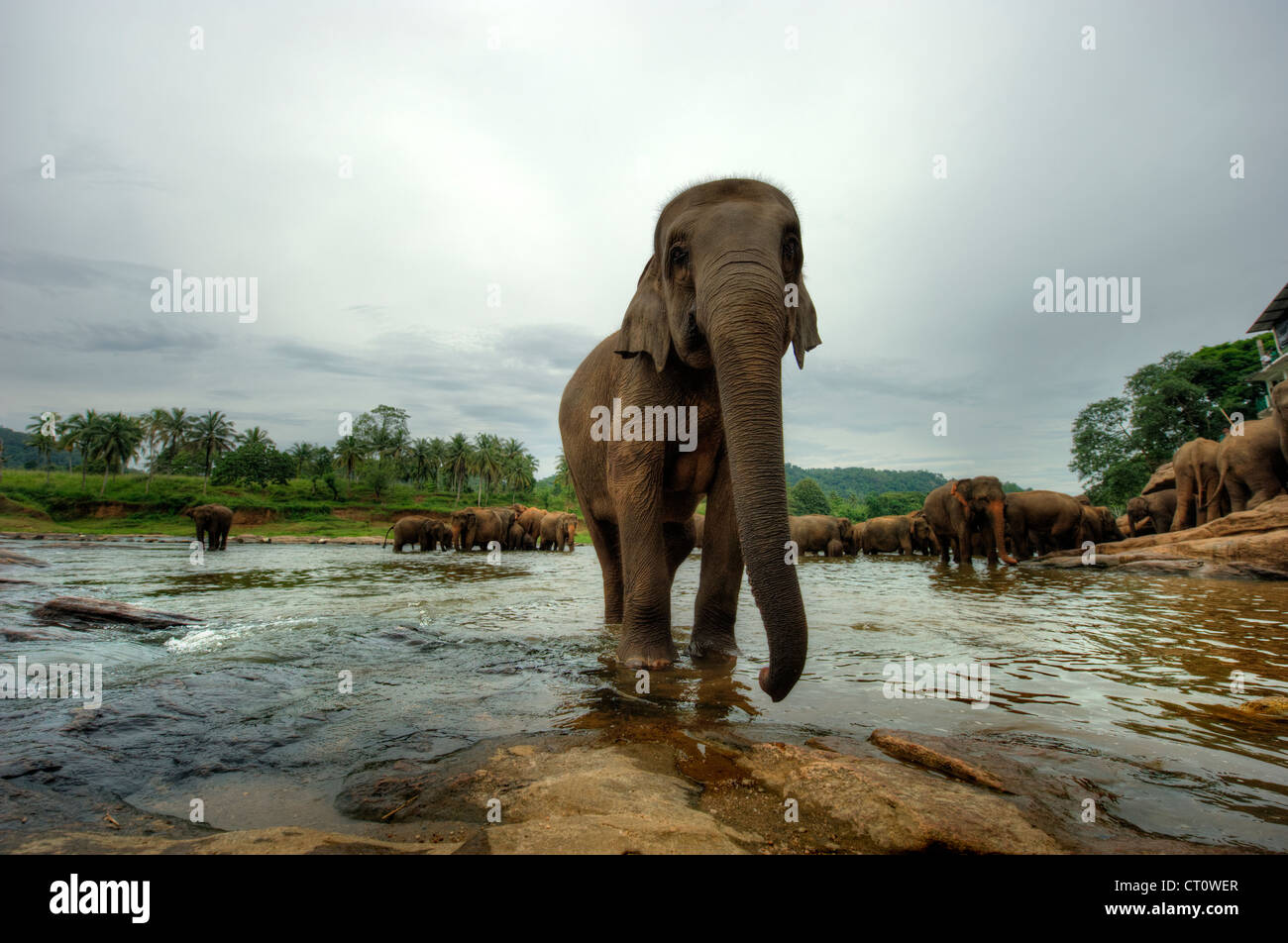 Les éléphants au Sri Lanka Banque D'Images