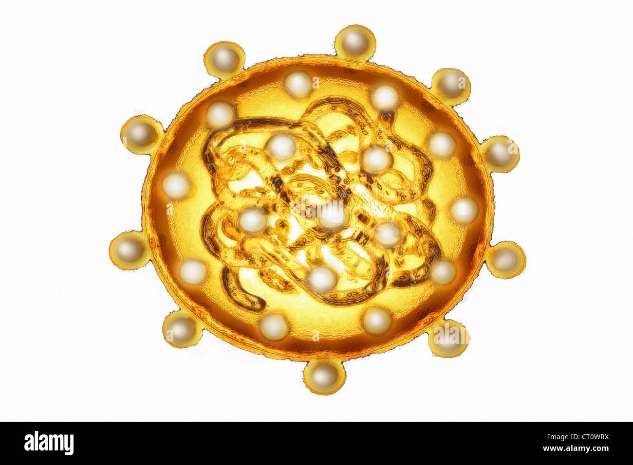 L'HÉPATITE C Banque D'Images