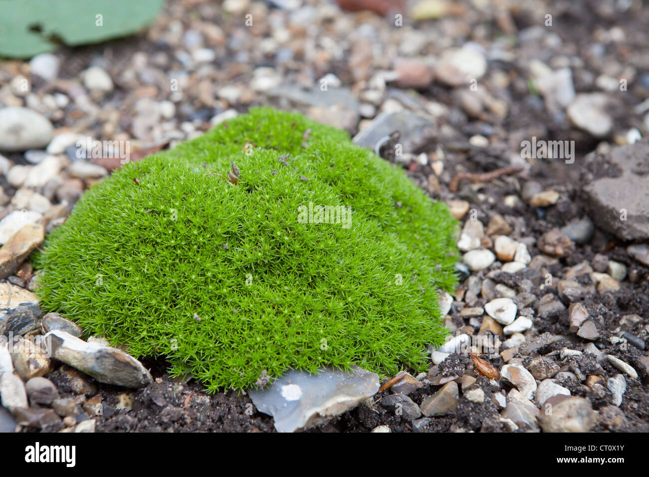 Coussin 'Planter' croissant sur le terrain Banque D'Images