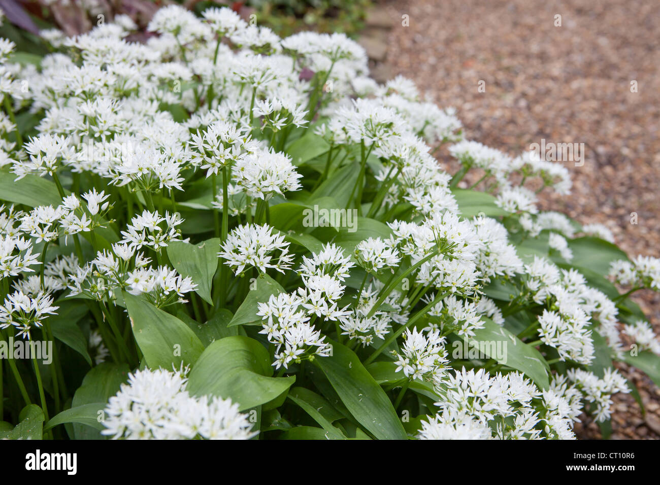 La floraison l'ail sauvage (Allium ursinum) Banque D'Images