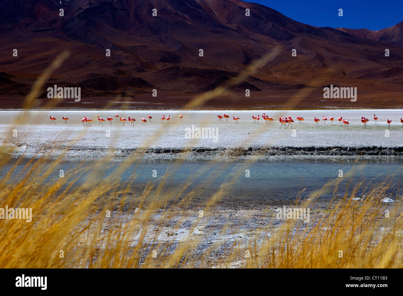 Des flamants roses sur la Laguna Canapa, Sud Lipez, au sud-ouest des Highlands, Bolivie, Amérique du Sud Banque D'Images
