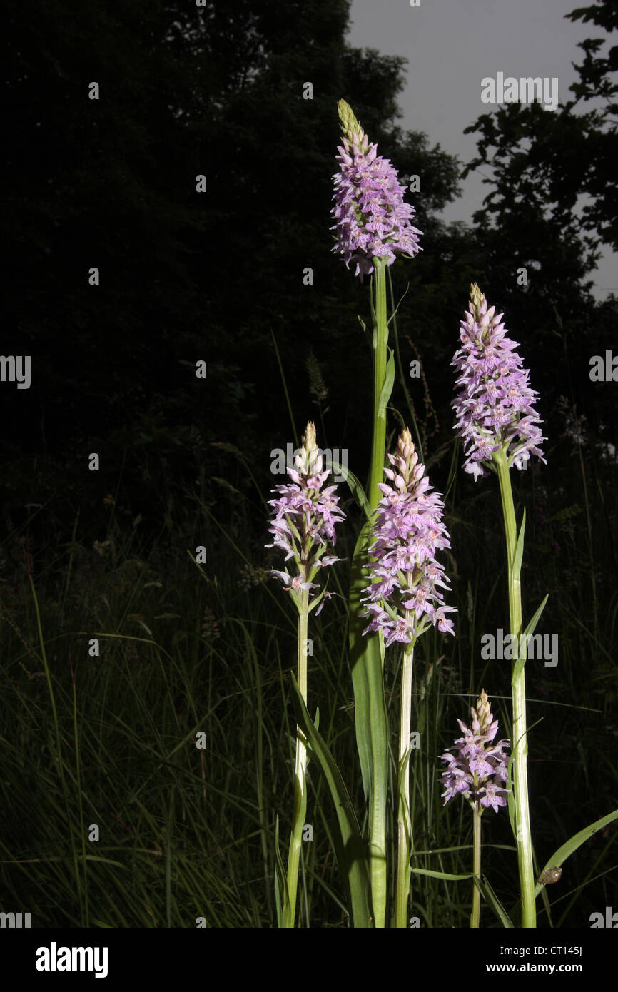 Orchidée tachetée commun Banque D'Images