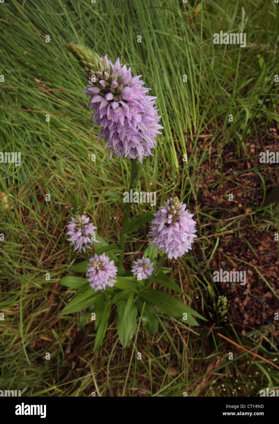Orchidée tachetée commun Banque D'Images