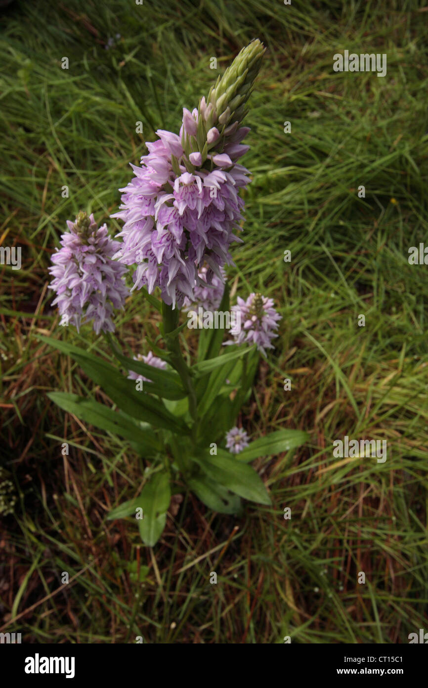 Orchidée tachetée commun Banque D'Images