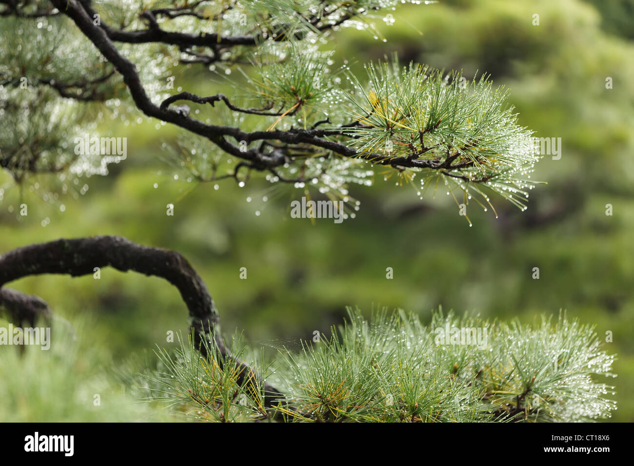 Détail de l'arbre de pin d'Asie humide après la pluie Banque D'Images