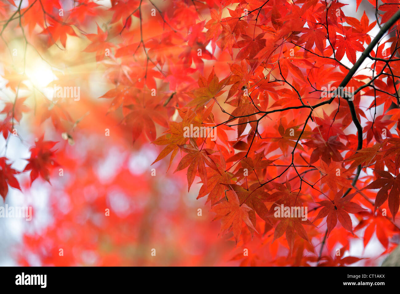 érable rouge japonais Banque de photographies et d’images à haute ...