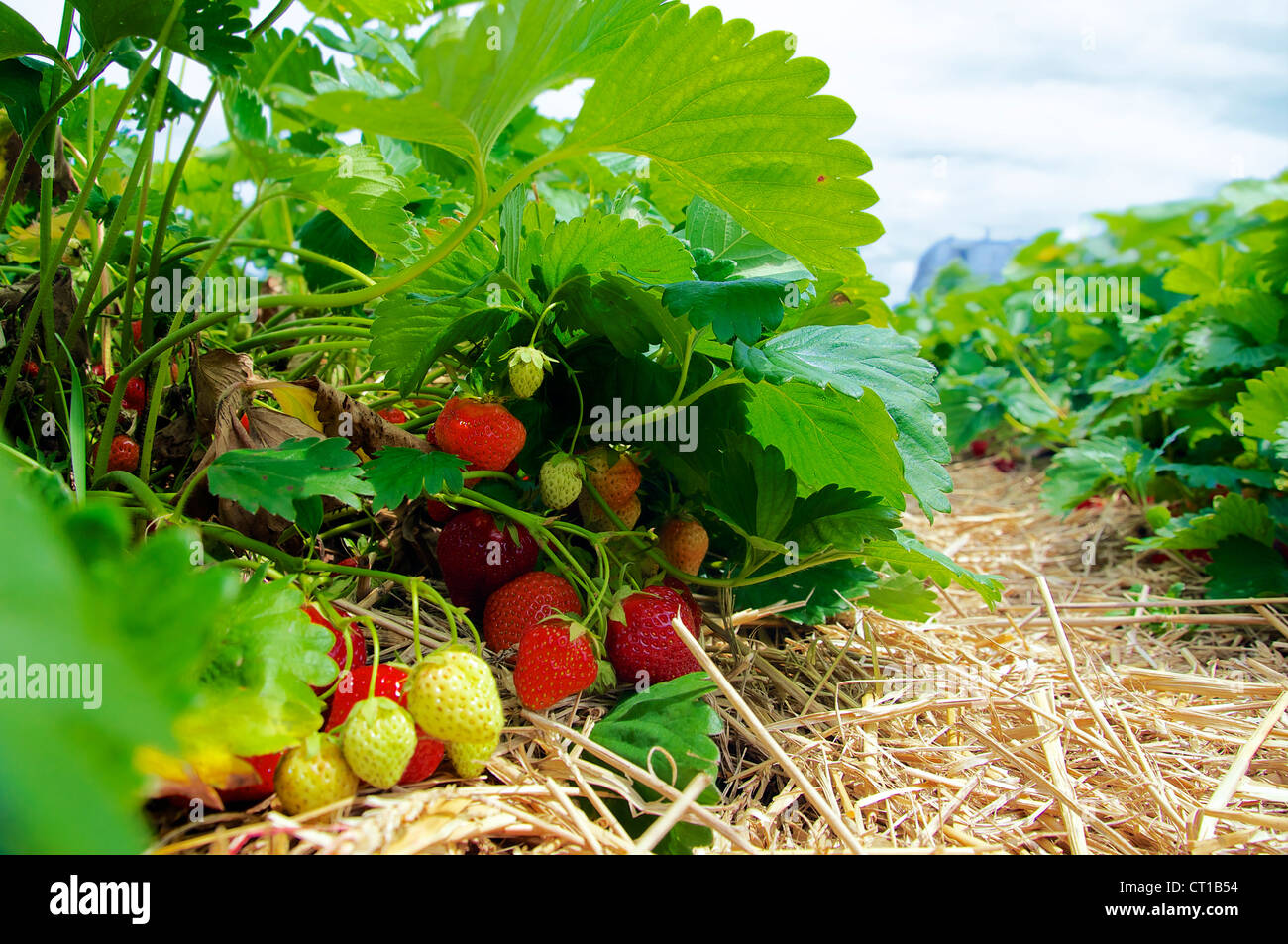 Beaucoup de temps et bientôt-à-être-fraise mûre sur un fraisier Banque D'Images