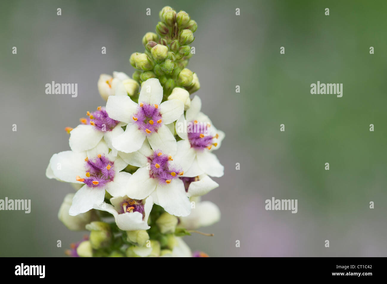 Verbascum chaixii 'Album'. Molène à feuilles d'ortie blanche Banque D'Images