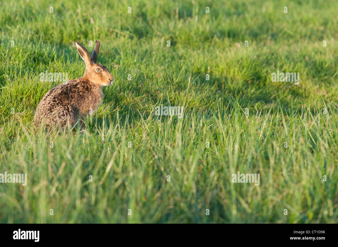 Lièvre d'Europe (Lepus europaeus) adulte, assis sur l'herbe, les marais nord du Kent, Kent, Angleterre, Mai, Banque D'Images