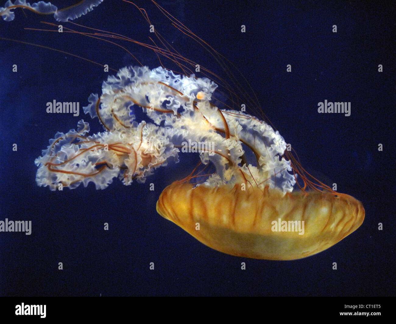 Pacific Sea Nettle jellyfish dans Texas State Aquarium Banque D'Images