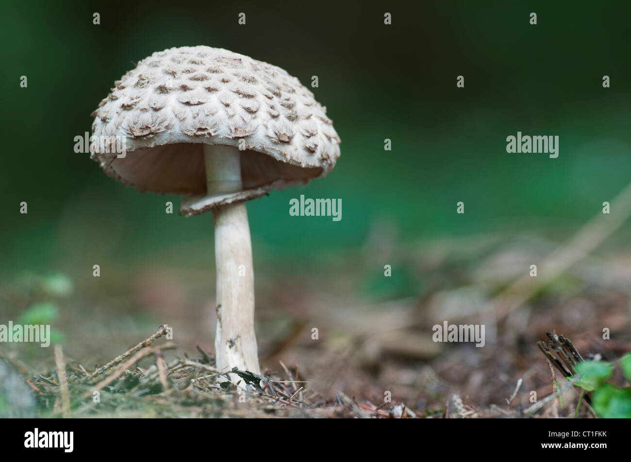 Shaggy Parasol (Cardinal rouge / Northern Cardinal rhacodes) champignons, Kent, Angleterre Banque D'Images