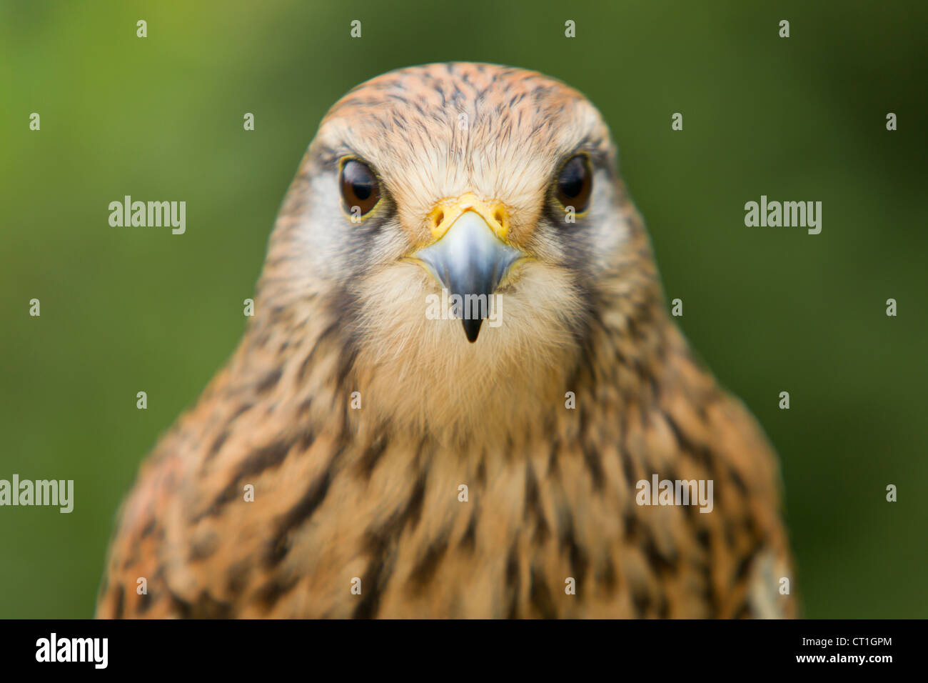Kestrel Falco tinnunculus femelle en captivité head-on tiré sur Hawk Conservancy Trust à Andover. Banque D'Images